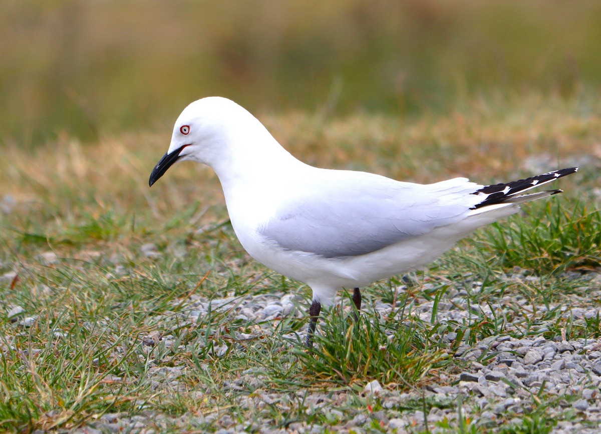 Black-billed Gull - ML613800381