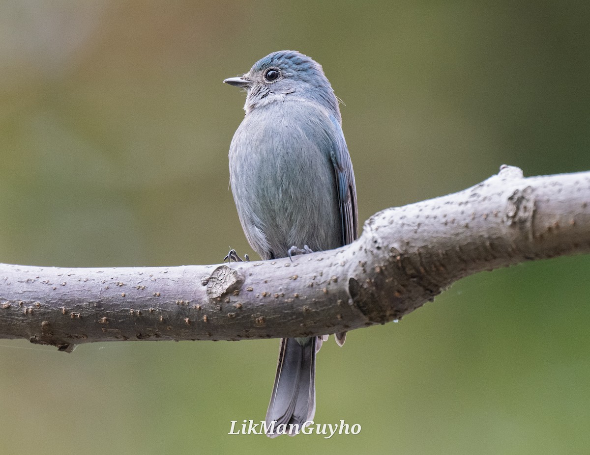 Verditer Flycatcher - ML613800447