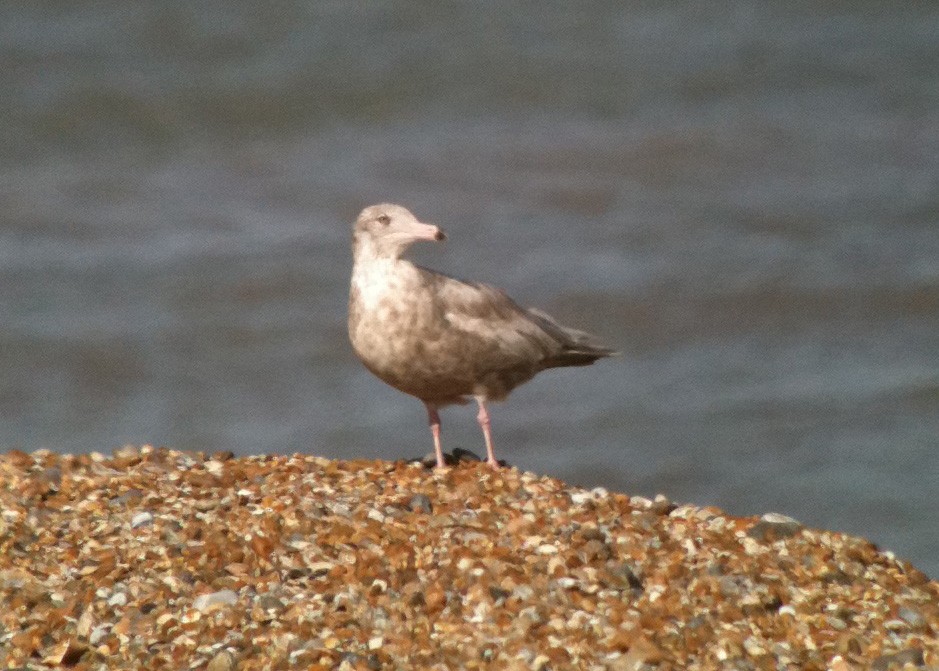 Glaucous Gull - ML613800449