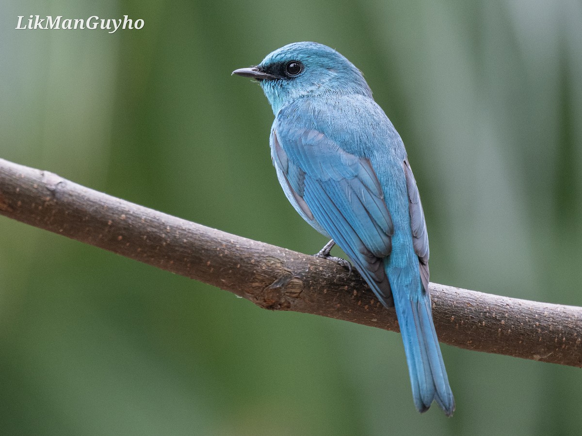 Verditer Flycatcher - ML613800452