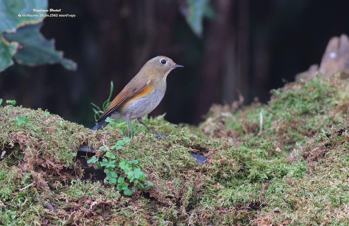 Himalayan Bluetail - ML613800461