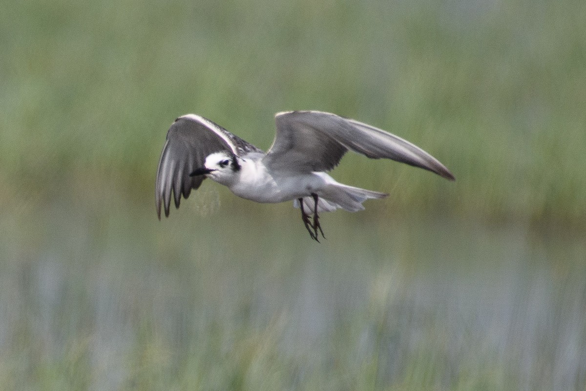 White-winged Tern - H Nambiar