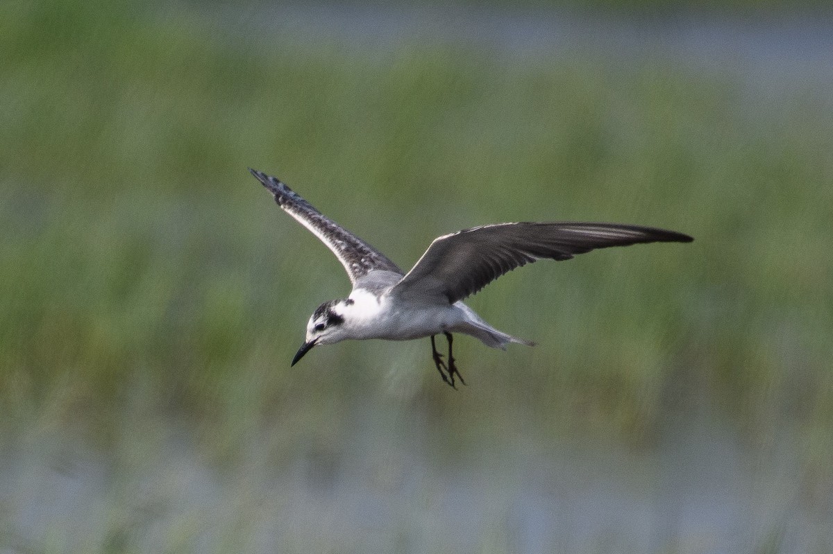 White-winged Tern - ML613800469