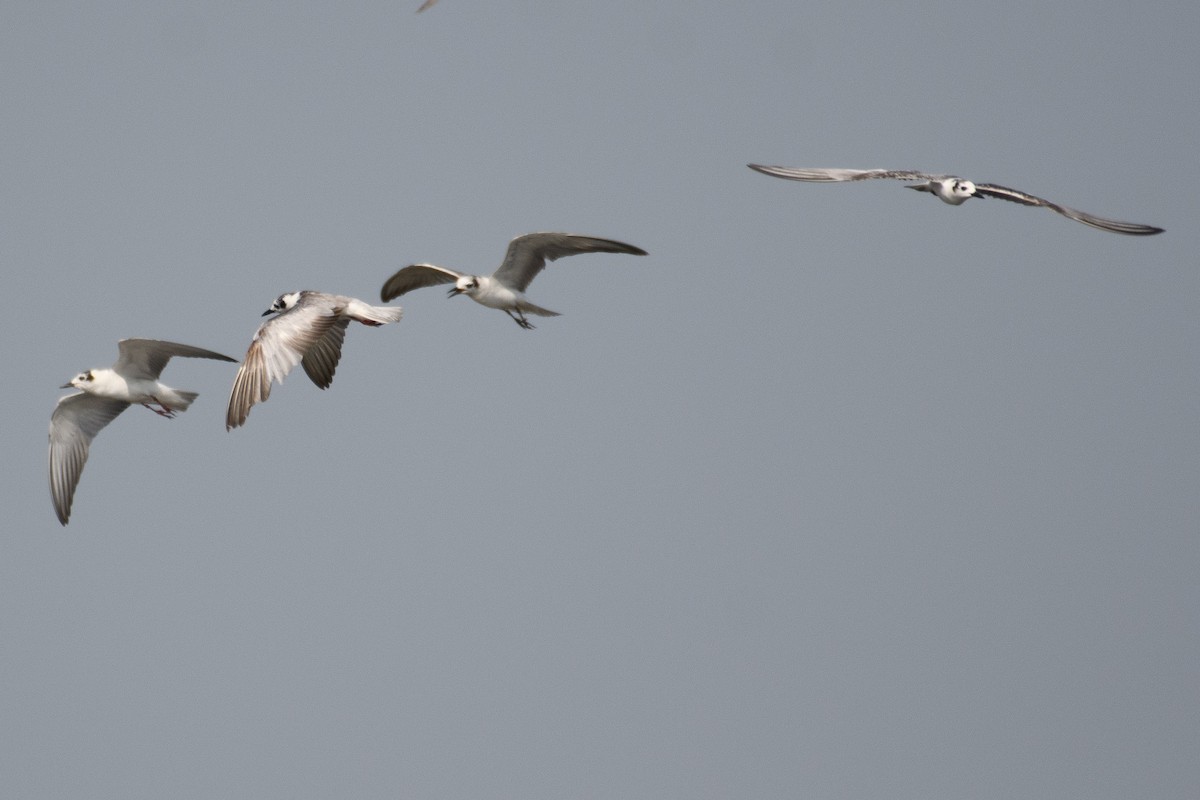 White-winged Tern - ML613800470