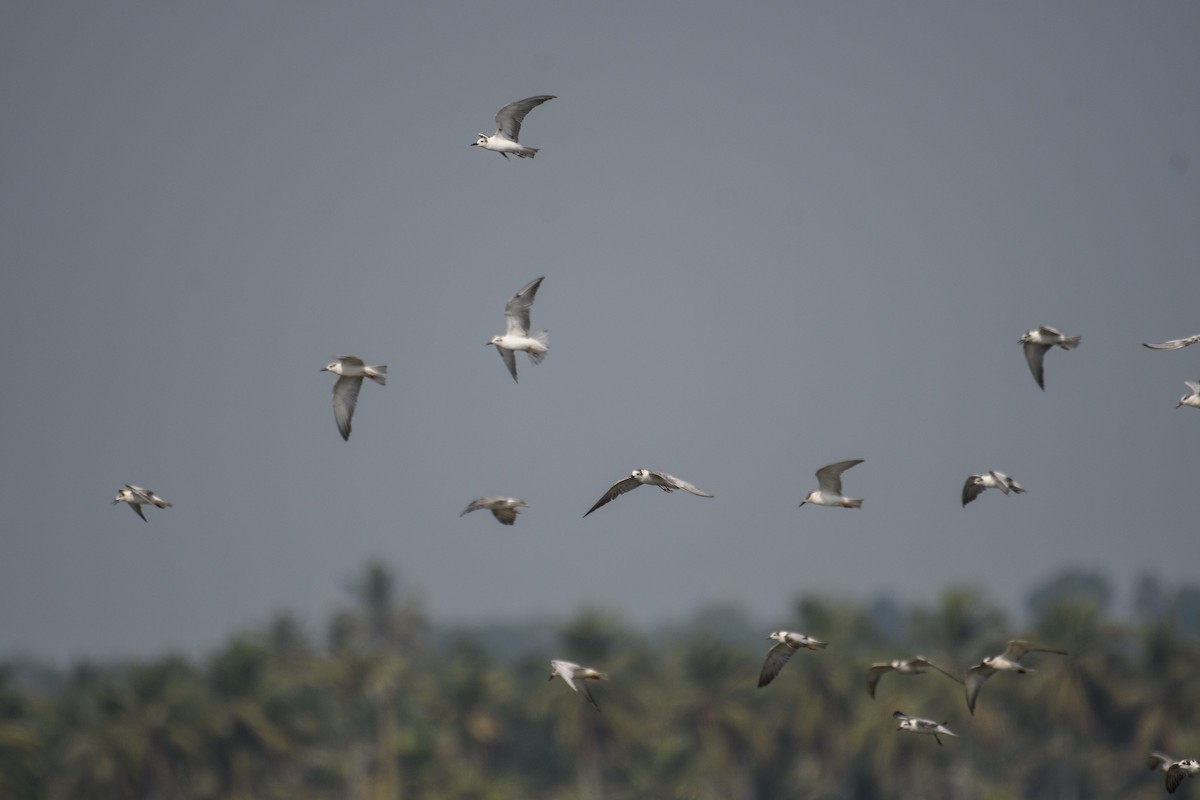 White-winged Tern - ML613800471