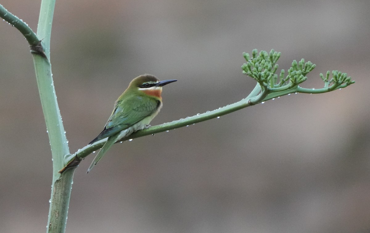 Madagascar Bee-eater - ML613800472