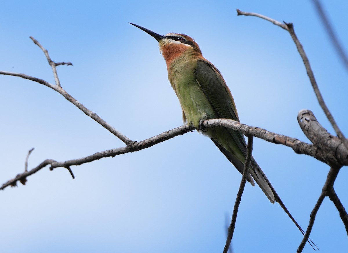 Madagascar Bee-eater - ML613800474