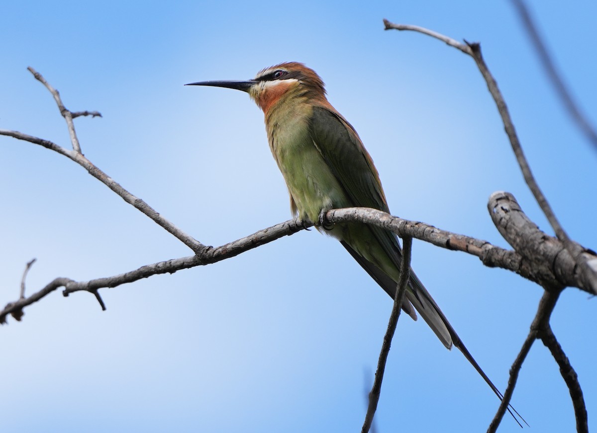 Madagascar Bee-eater - ML613800475