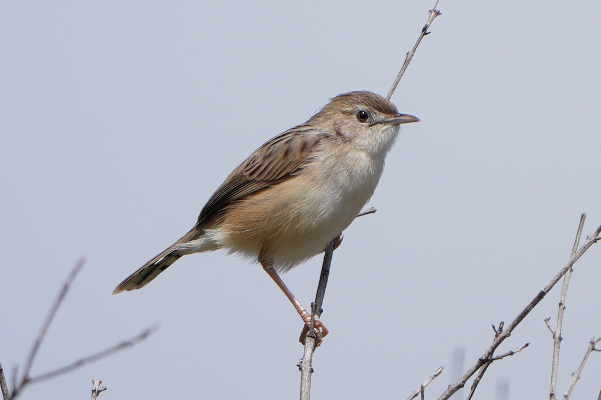 Madagascar Cisticola - ML613800493