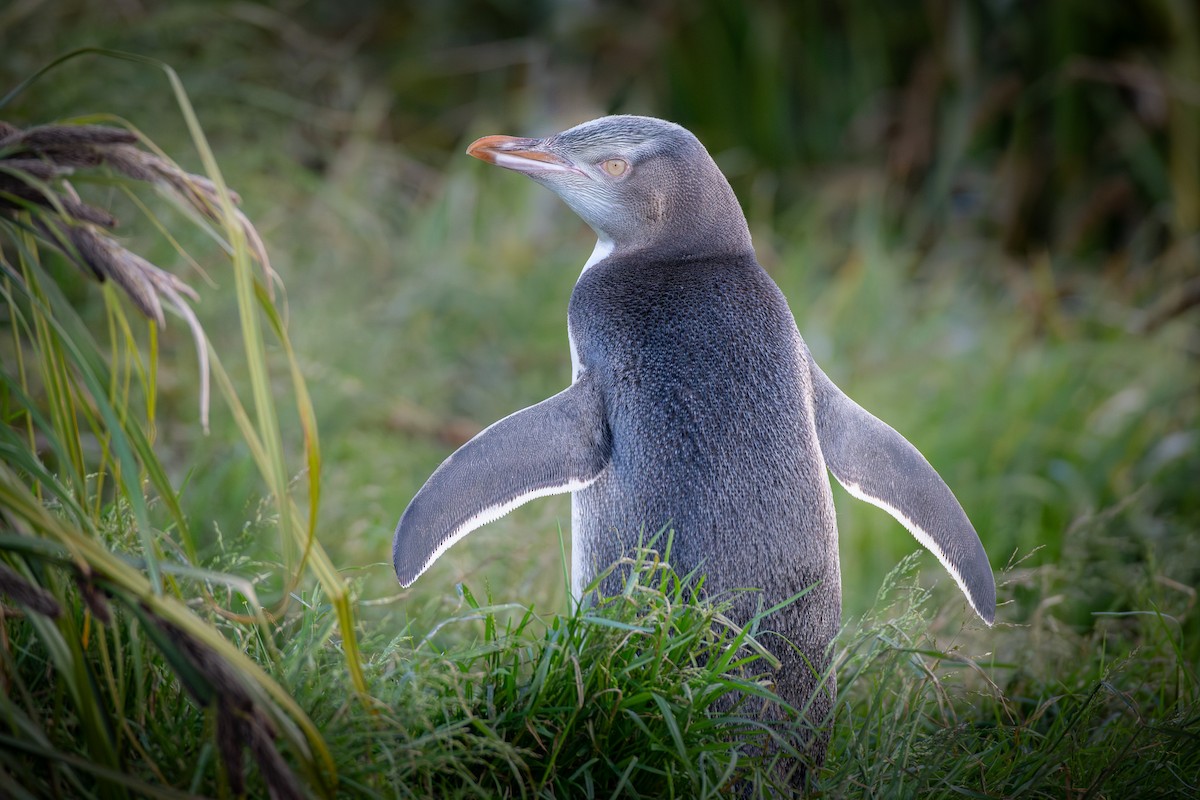 Великолепный пингвин - ML613800513