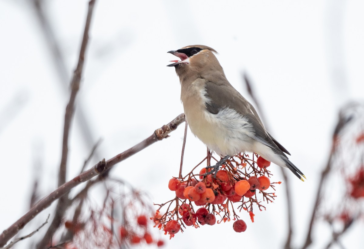 Cedar Waxwing - ML613800644