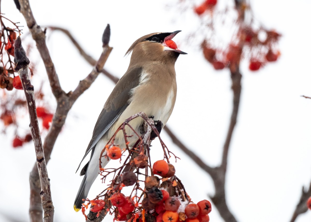 Cedar Waxwing - ML613800645