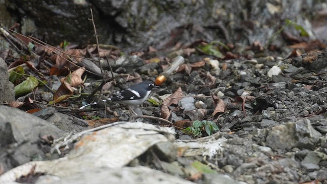Slaty-backed Forktail - ML613800688