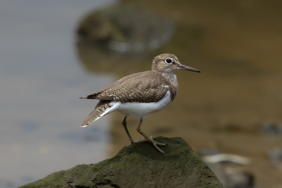 Common Sandpiper - John McGill