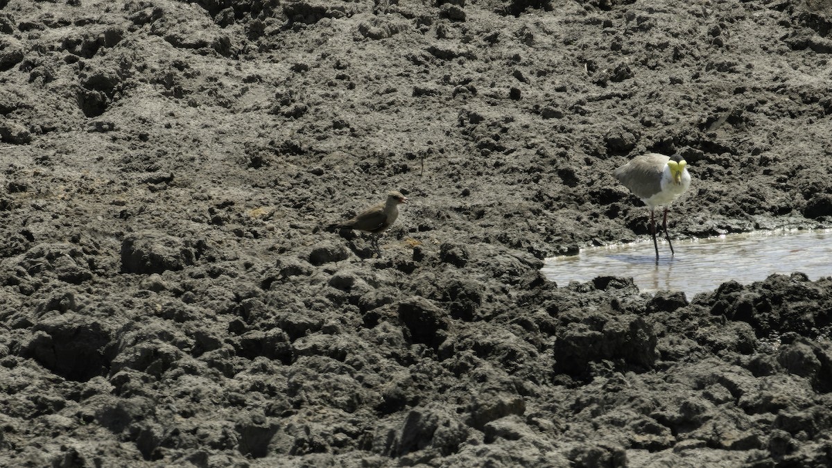 Australian Pratincole - ML613800763