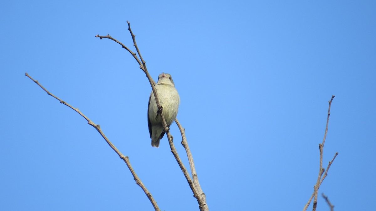 Pale-billed Flowerpecker - ML613800854