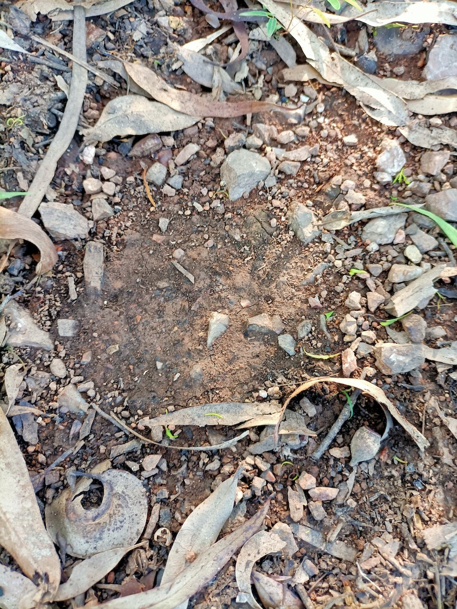 buttonquail sp. - John O'Shea