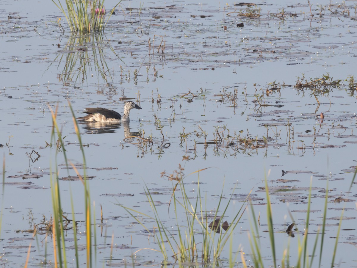 Knob-billed Duck - ML613800888