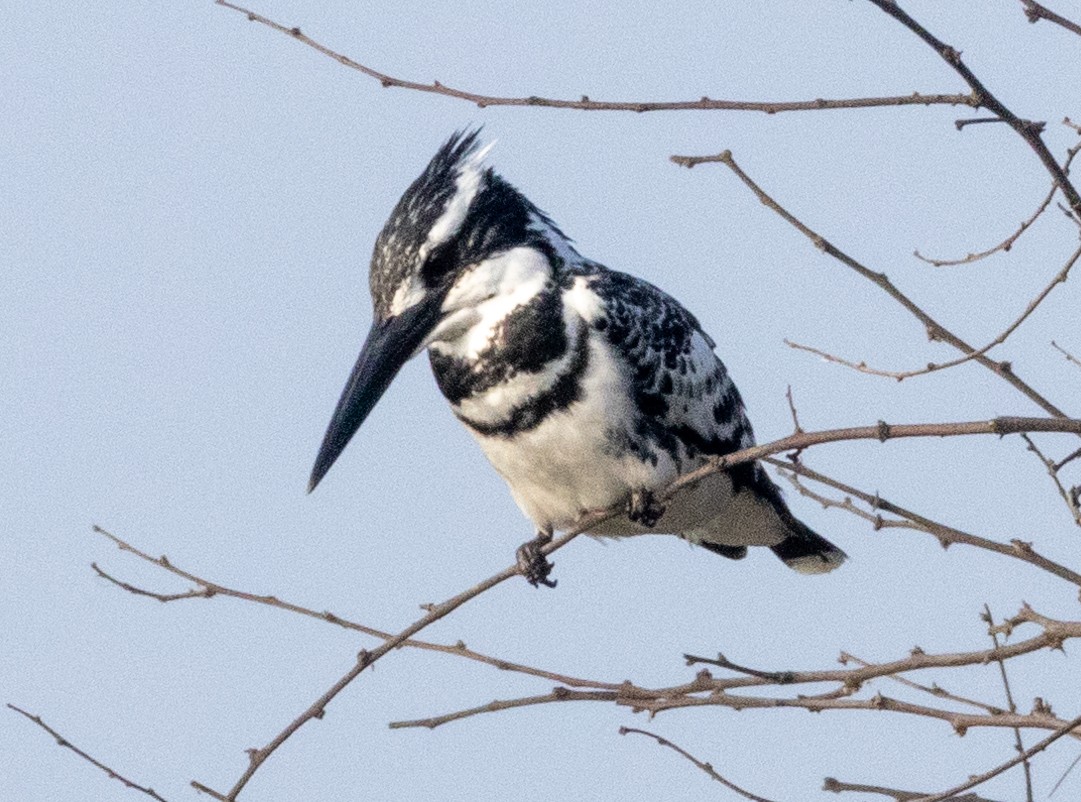 Pied Kingfisher - ML613800893