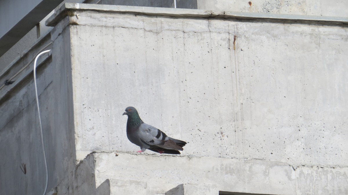 Rock Pigeon (Feral Pigeon) - ML613800917