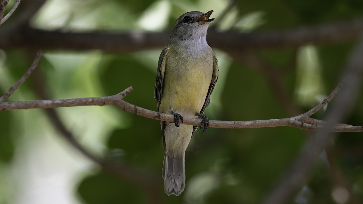 Lemon-bellied Flyrobin (Lemon-bellied) - ML613800986