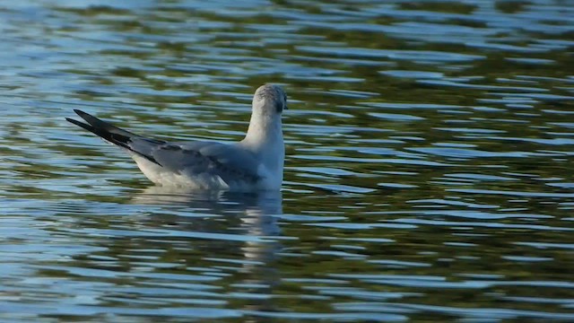 Bonaparte's Gull - ML613801047