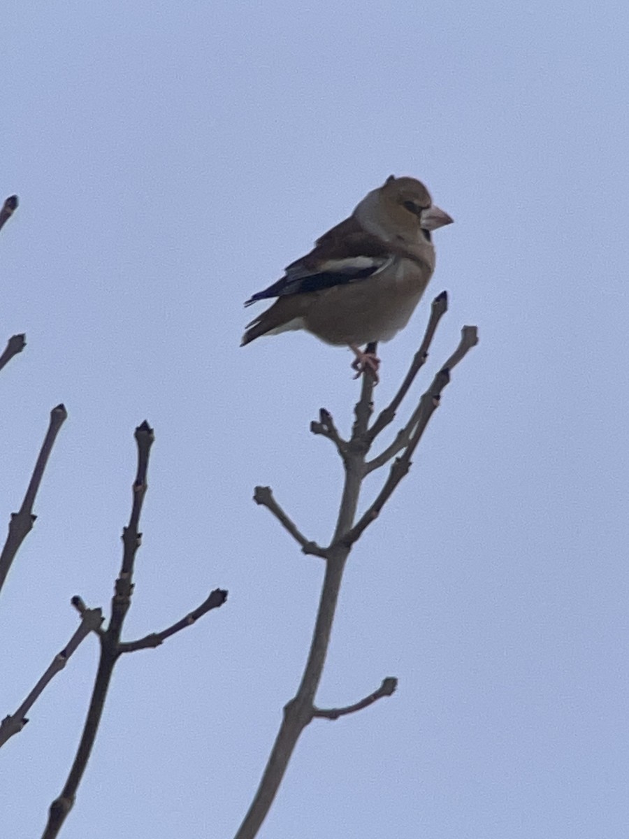 Hawfinch - ML613801057