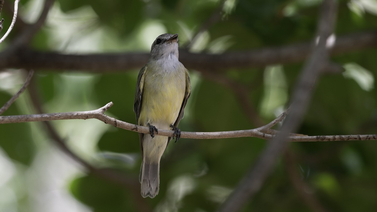 Lemon-bellied Flyrobin (Lemon-bellied) - ML613801079