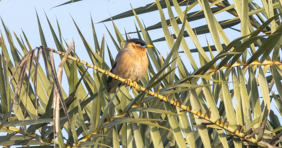 Brahminy Starling - ML613801102