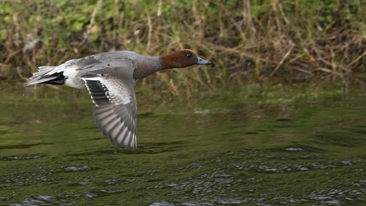 Eurasian Wigeon - ML613801105