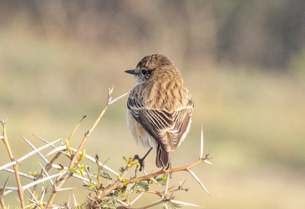 Siberian Stonechat - Satyajit Chatterjee