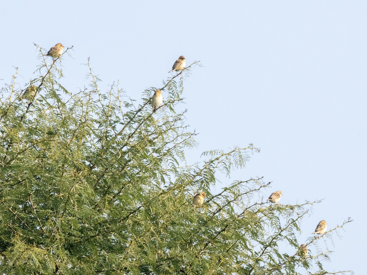 Baya Weaver - ML613801118