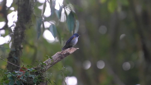 Himalayan Bluetail - ML613801308