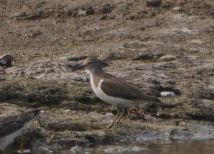 Common Sandpiper - ML613801317