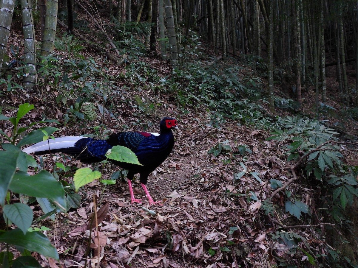 Swinhoe's Pheasant - ML613801345