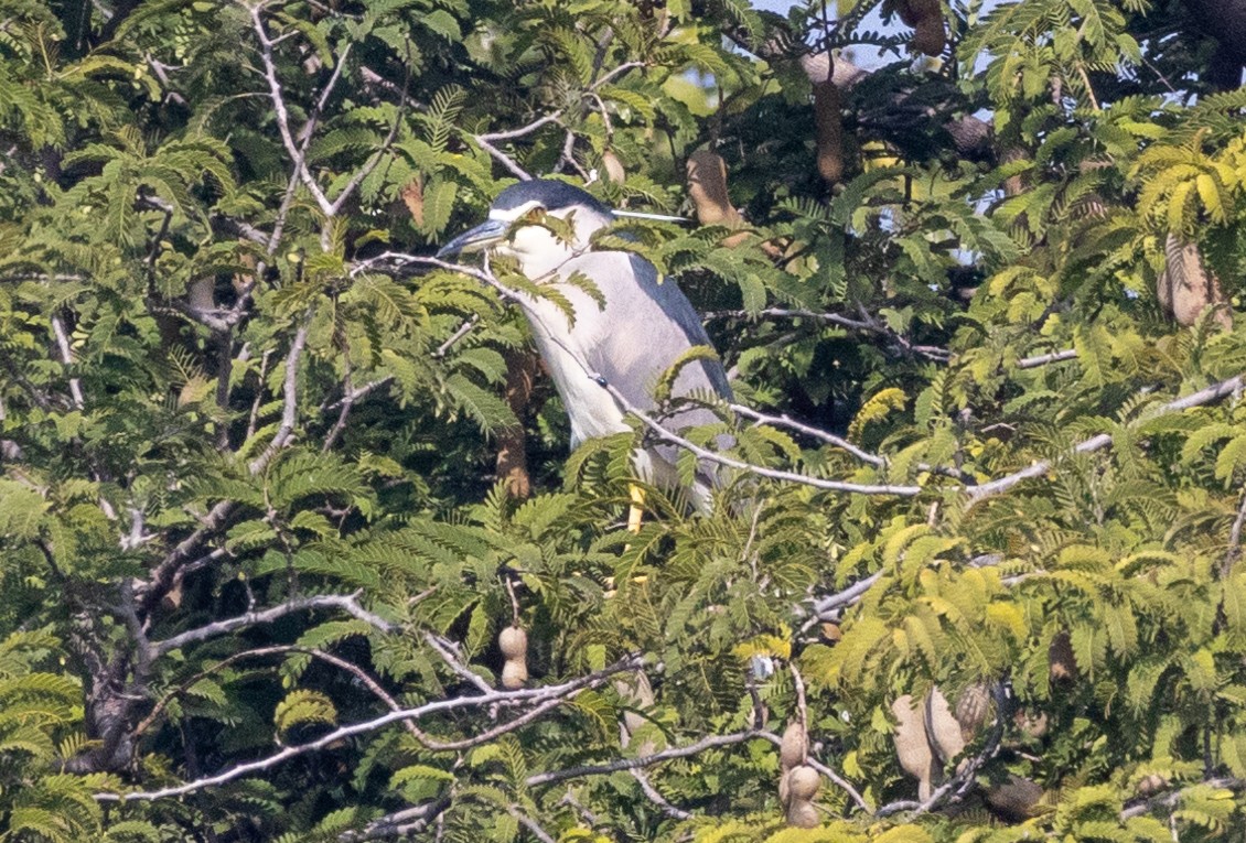 Black-crowned Night Heron - ML613801366