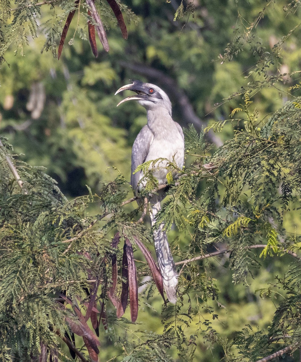 Indian Gray Hornbill - ML613801369