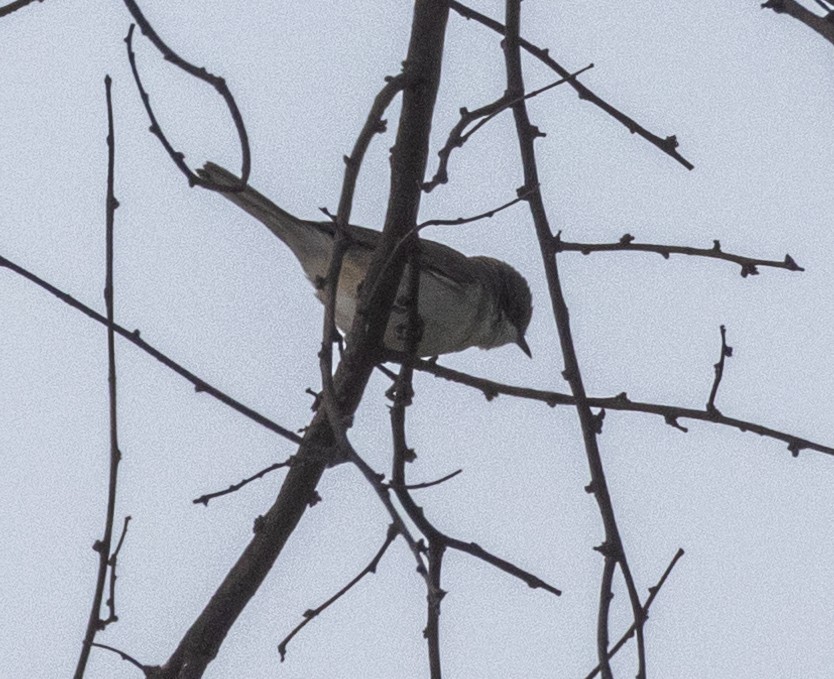 Lesser Whitethroat - ML613801372