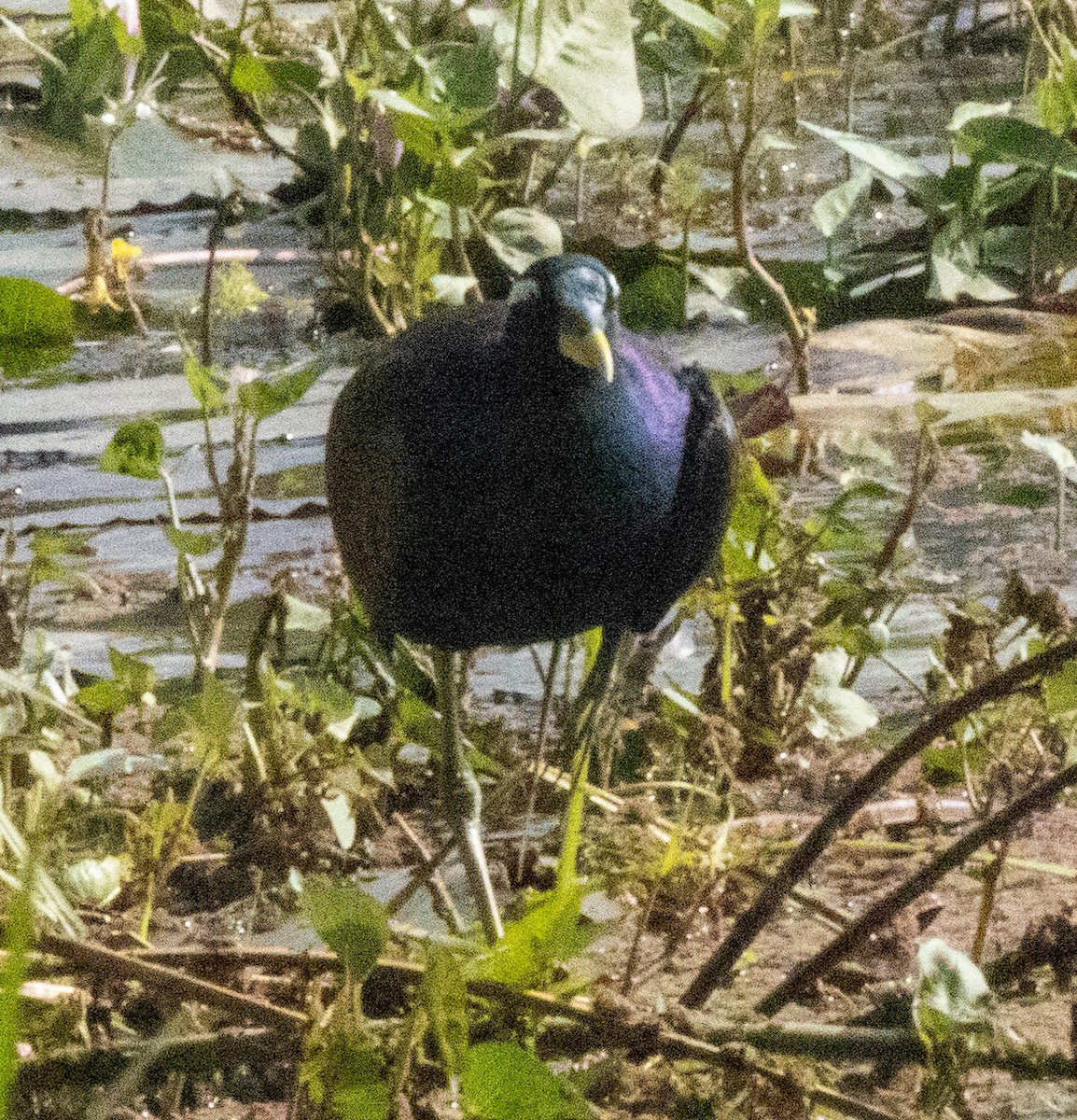 Bronze-winged Jacana - ML613801405