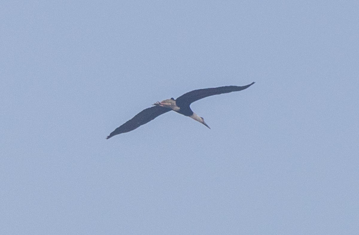 Asian Woolly-necked Stork - ML613801424