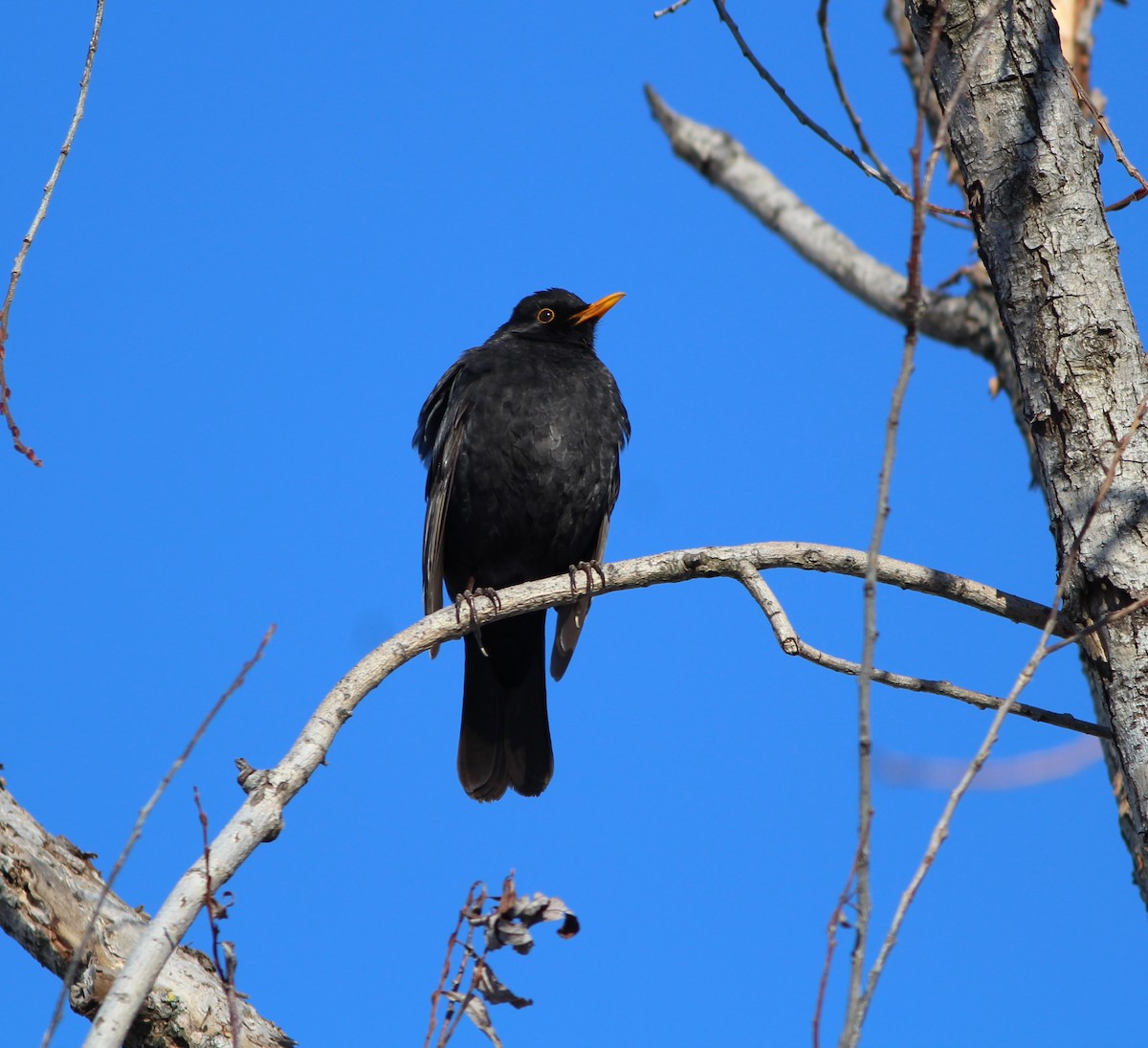 Eurasian Blackbird - ML613801430