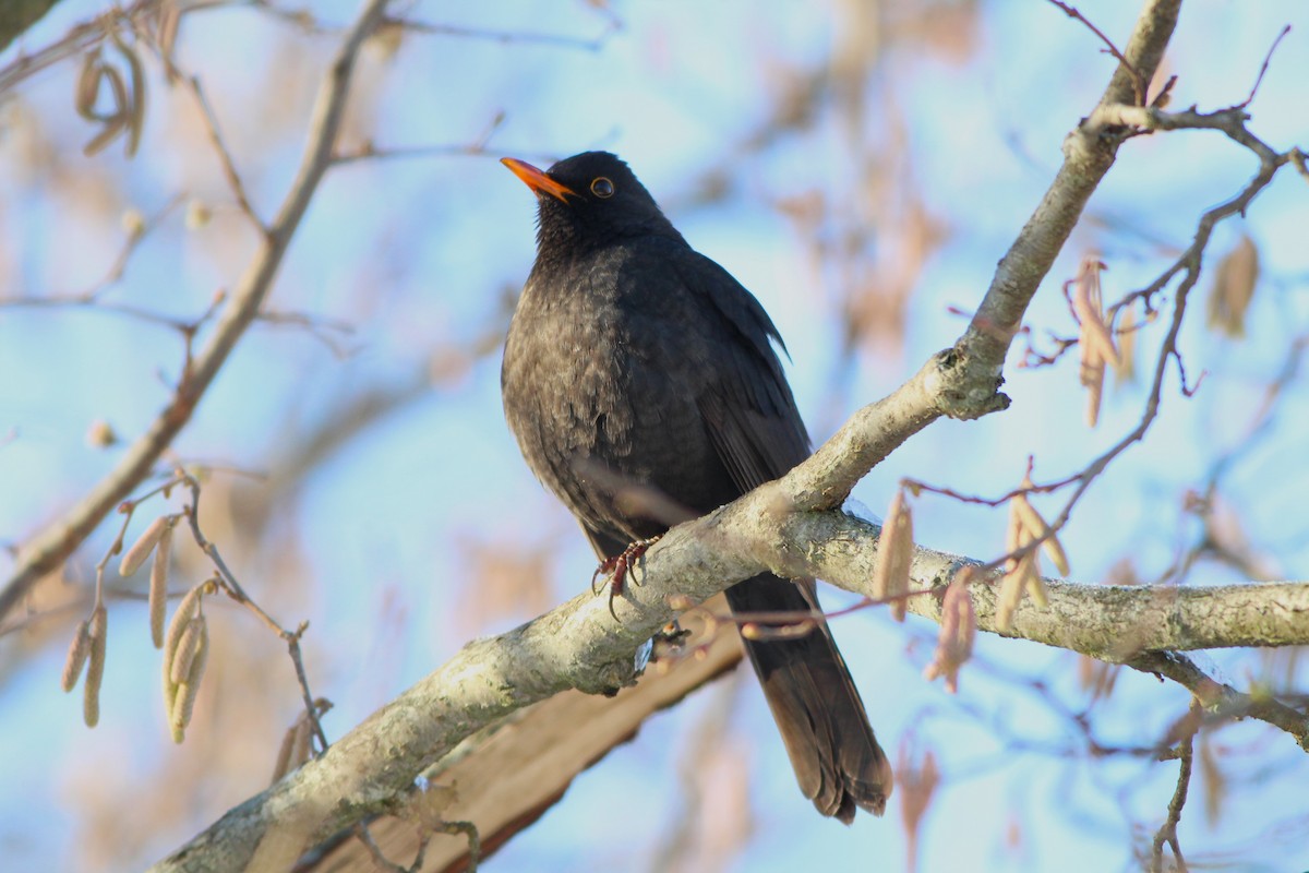 Eurasian Blackbird - ML613801431