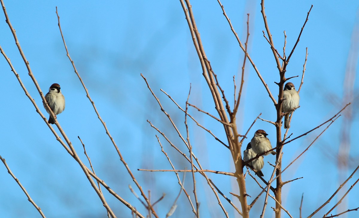 Eurasian Tree Sparrow - ML613801440