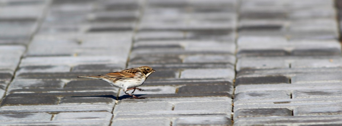 Reed Bunting - ML613801446