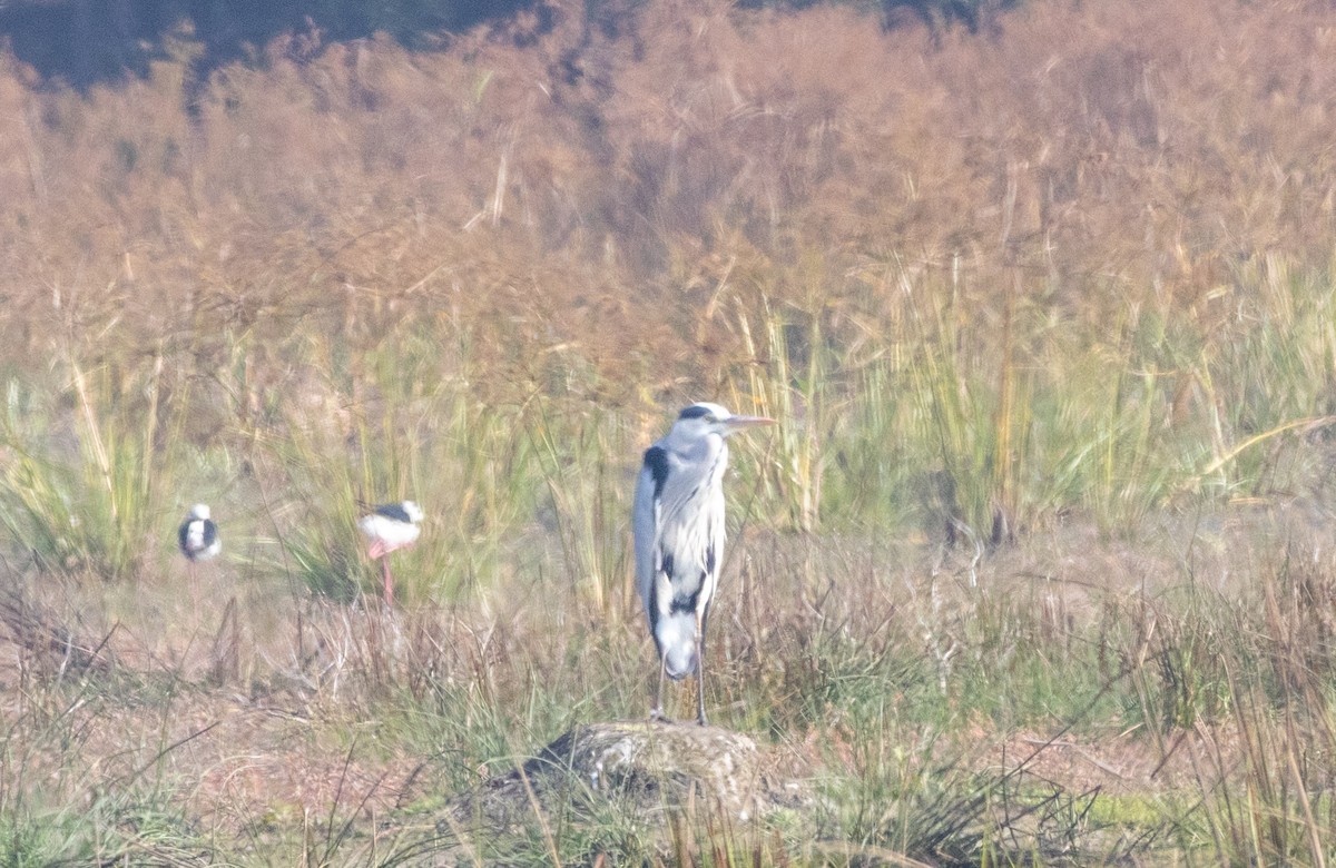 Gray Heron - ML613801449