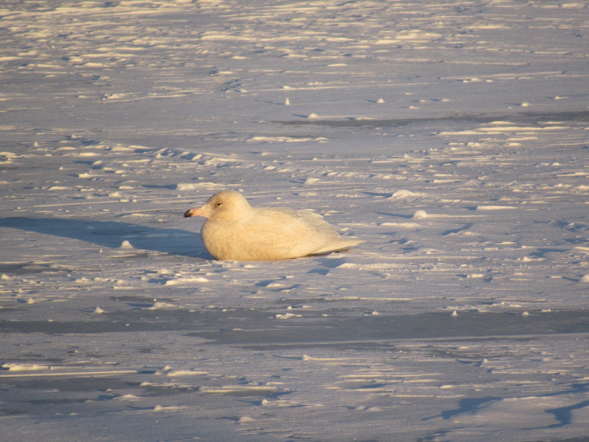 Glaucous Gull - ML613801473