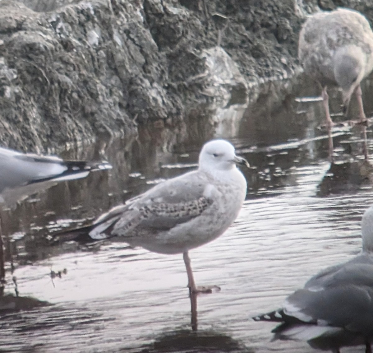 Caspian Gull - Brendan Doe