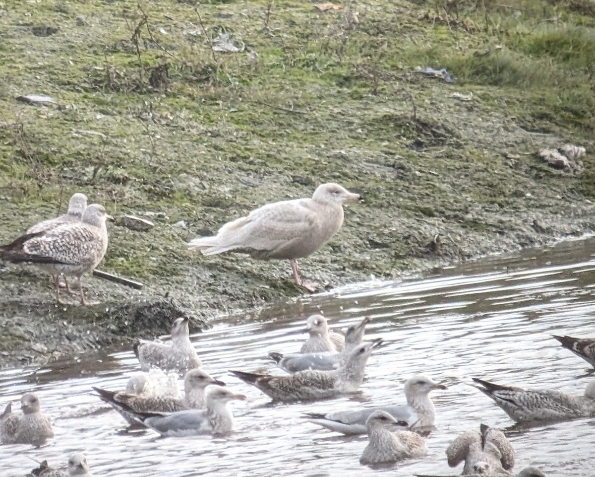 Glaucous Gull - Brendan Doe