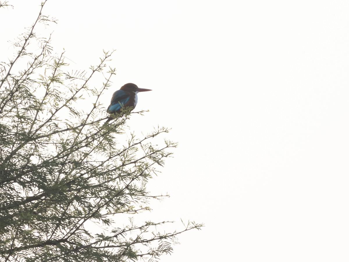 White-throated Kingfisher - ML613801520