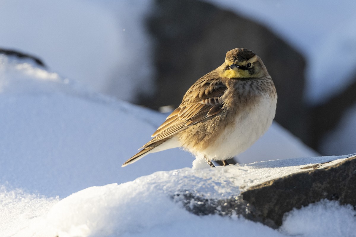 Horned Lark - ML613801526